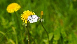 Preview wallpaper butterfly, insect, dandelion, flower, macro