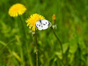 Preview wallpaper butterfly, insect, dandelion, flower, macro