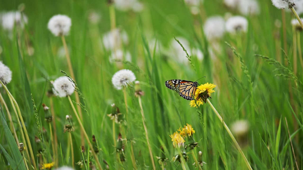 Wallpaper butterfly, insect, dandelions, plants, macro