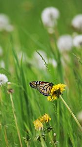 Preview wallpaper butterfly, insect, dandelions, plants, macro