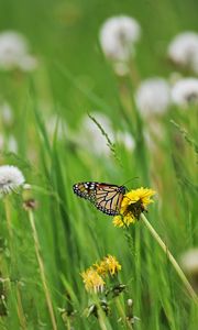 Preview wallpaper butterfly, insect, dandelions, plants, macro