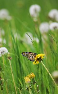 Preview wallpaper butterfly, insect, dandelions, plants, macro