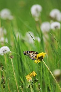 Preview wallpaper butterfly, insect, dandelions, plants, macro