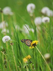 Preview wallpaper butterfly, insect, dandelions, plants, macro