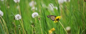 Preview wallpaper butterfly, insect, dandelions, plants, macro