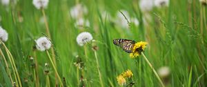 Preview wallpaper butterfly, insect, dandelions, plants, macro