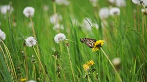 Preview wallpaper butterfly, insect, dandelions, plants, macro