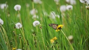 Preview wallpaper butterfly, insect, dandelions, plants, macro