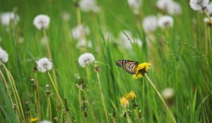 Preview wallpaper butterfly, insect, dandelions, plants, macro