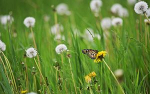 Preview wallpaper butterfly, insect, dandelions, plants, macro