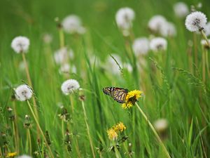 Preview wallpaper butterfly, insect, dandelions, plants, macro