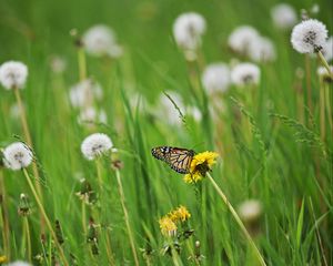 Preview wallpaper butterfly, insect, dandelions, plants, macro