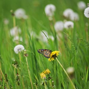 Preview wallpaper butterfly, insect, dandelions, plants, macro