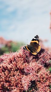 Preview wallpaper butterfly, insect, flower, plant