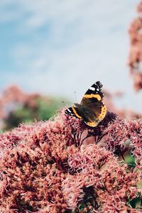 Preview wallpaper butterfly, insect, flower, plant