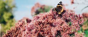 Preview wallpaper butterfly, insect, flower, plant