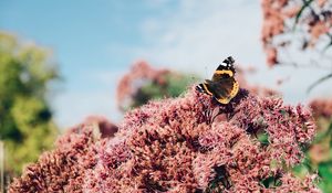 Preview wallpaper butterfly, insect, flower, plant