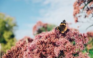 Preview wallpaper butterfly, insect, flower, plant