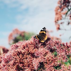 Preview wallpaper butterfly, insect, flower, plant