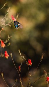 Preview wallpaper butterfly, insect, flower, macro