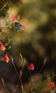 Preview wallpaper butterfly, insect, flower, macro