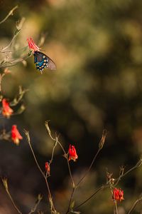 Preview wallpaper butterfly, insect, flower, macro