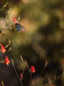 Preview wallpaper butterfly, insect, flower, macro
