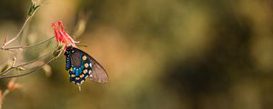 Preview wallpaper butterfly, insect, flower, macro
