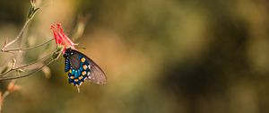 Preview wallpaper butterfly, insect, flower, macro