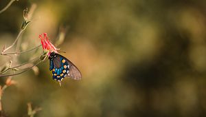 Preview wallpaper butterfly, insect, flower, macro