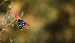 Preview wallpaper butterfly, insect, flower, macro