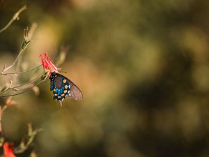 Preview wallpaper butterfly, insect, flower, macro