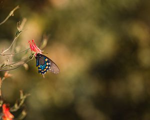 Preview wallpaper butterfly, insect, flower, macro
