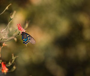 Preview wallpaper butterfly, insect, flower, macro