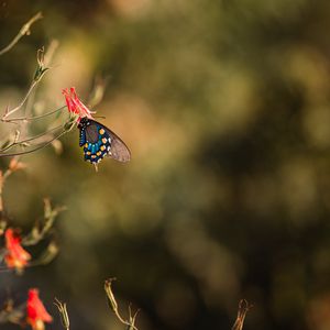 Preview wallpaper butterfly, insect, flower, macro