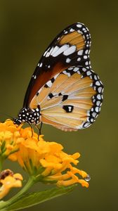 Preview wallpaper butterfly, insect, flower, macro, blur