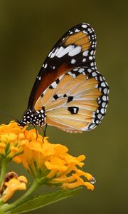 Preview wallpaper butterfly, insect, flower, macro, blur