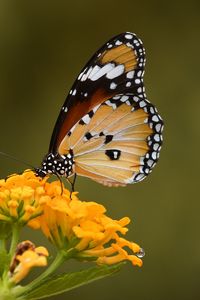 Preview wallpaper butterfly, insect, flower, macro, blur