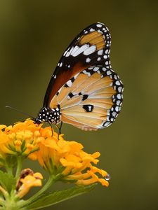 Preview wallpaper butterfly, insect, flower, macro, blur