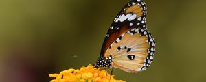 Preview wallpaper butterfly, insect, flower, macro, blur