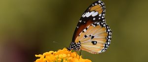 Preview wallpaper butterfly, insect, flower, macro, blur