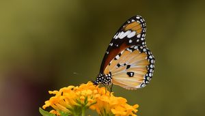 Preview wallpaper butterfly, insect, flower, macro, blur