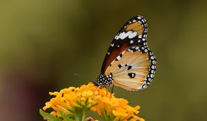 Preview wallpaper butterfly, insect, flower, macro, blur