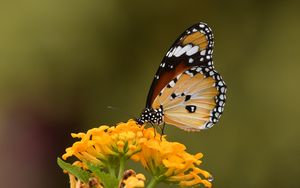 Preview wallpaper butterfly, insect, flower, macro, blur