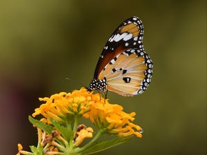 Preview wallpaper butterfly, insect, flower, macro, blur