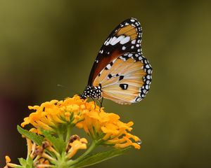 Preview wallpaper butterfly, insect, flower, macro, blur