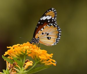 Preview wallpaper butterfly, insect, flower, macro, blur