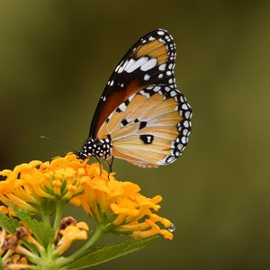 Preview wallpaper butterfly, insect, flower, macro, blur