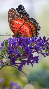 Preview wallpaper butterfly, insect, flower, plant, macro