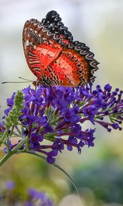 Preview wallpaper butterfly, insect, flower, plant, macro